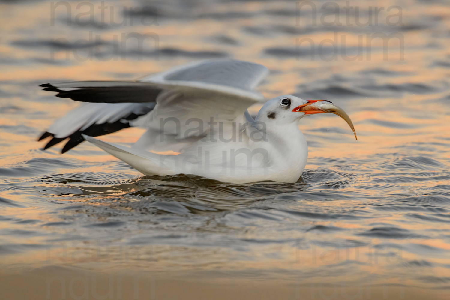 Photos of Black-Headed Gull (Chroicocephalus ridibundus)