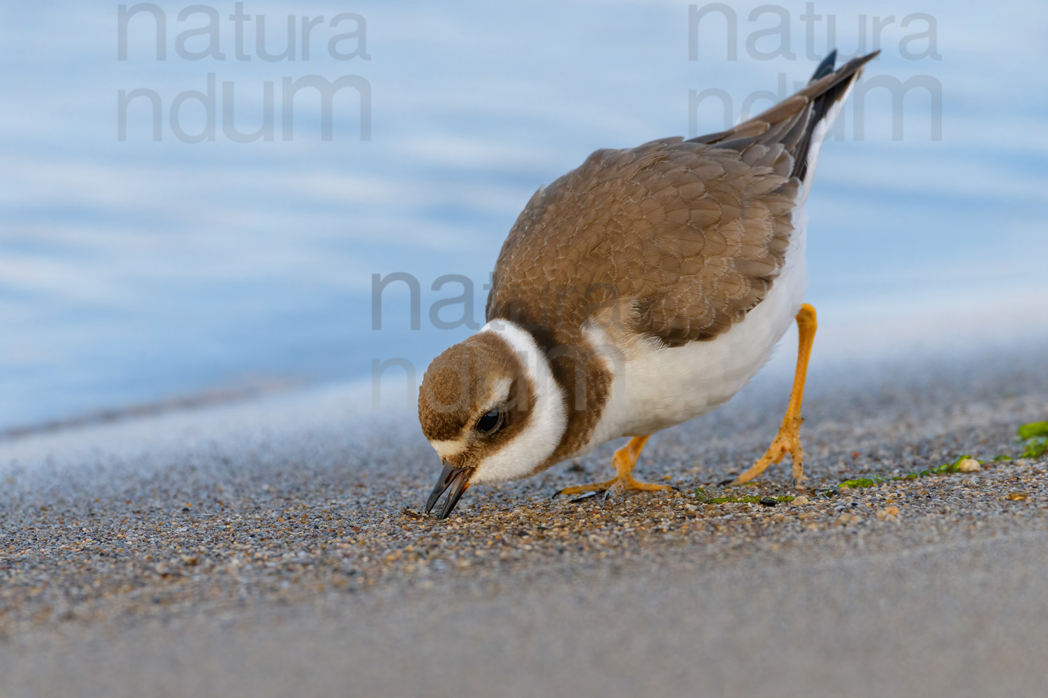 Foto di Corriere grosso (Charadrius hiatcula)