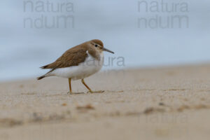 Foto di Piro piro piccolo (Actitis hypoleucos)