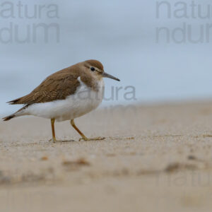 Foto di Piro piro piccolo (Actitis hypoleucos)