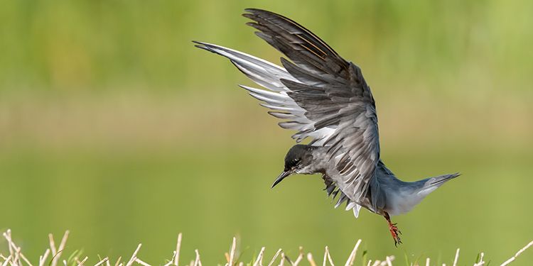 foto di uccelli caradriformi