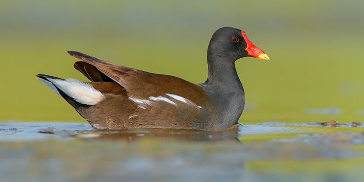 foto di uccelli rallidi (Rallidae)