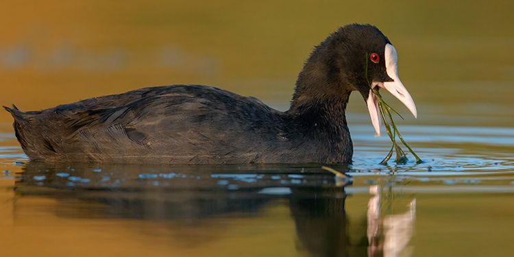 foto di uccelli rallidi (Rallidae)