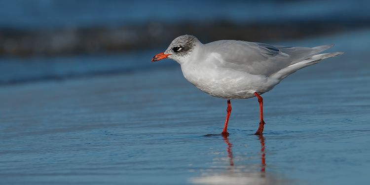 foto di uccelli caradriformi