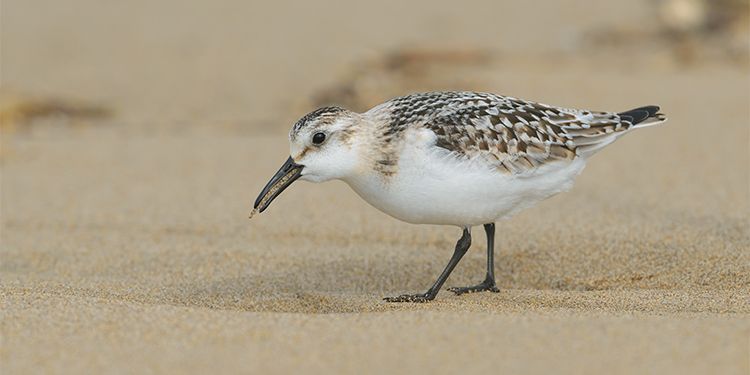 foto di uccelli scolpacidi