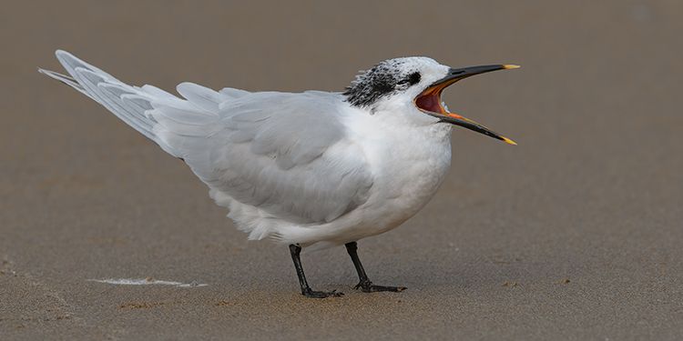 foto di uccelli caradriformi