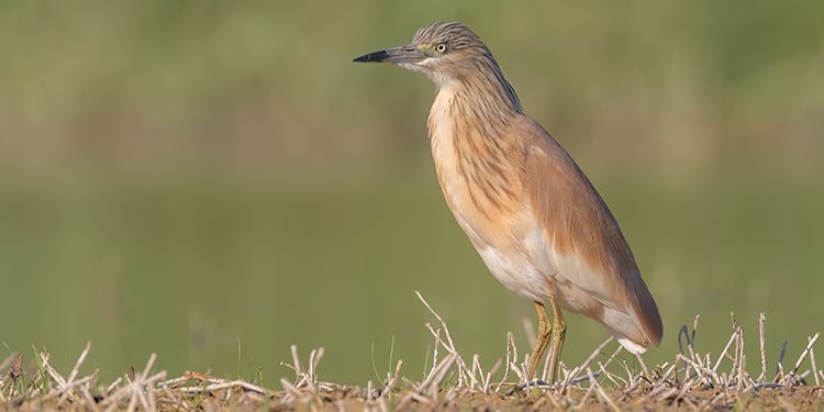 foto di ardeidi