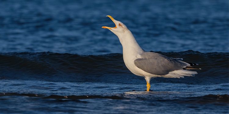 foto di uccelli marini