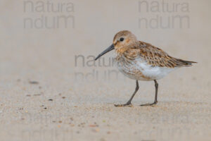 Photos of Dunlin (Calidris alpina)