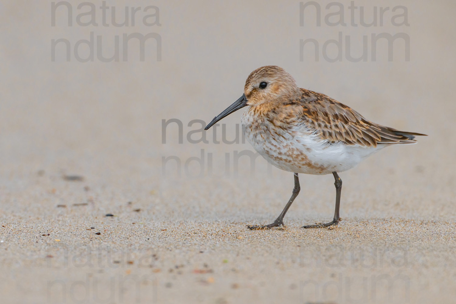 Foto di Piovanello pancianera (Calidris alpina)