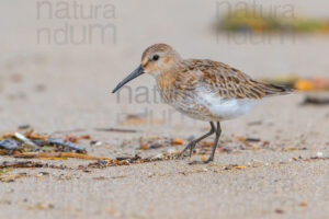 Photos of Dunlin (Calidris alpina)