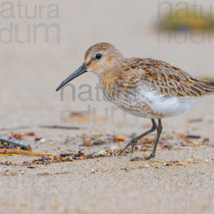 Foto di Piovanello pancianera (Calidris alpina)