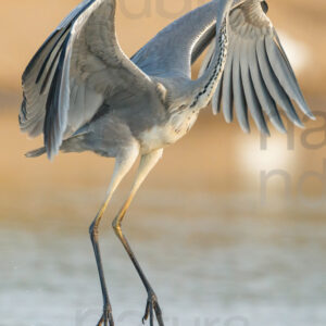 Photos of Grey Heron (Ardea cinerea)
