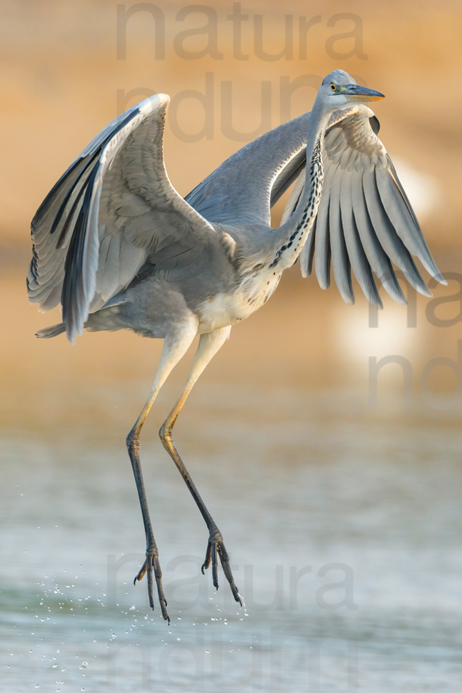 Foto di Airone cenerino (Ardea cinerea)