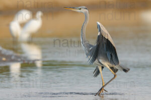 Foto di Airone cenerino (Ardea cinerea)