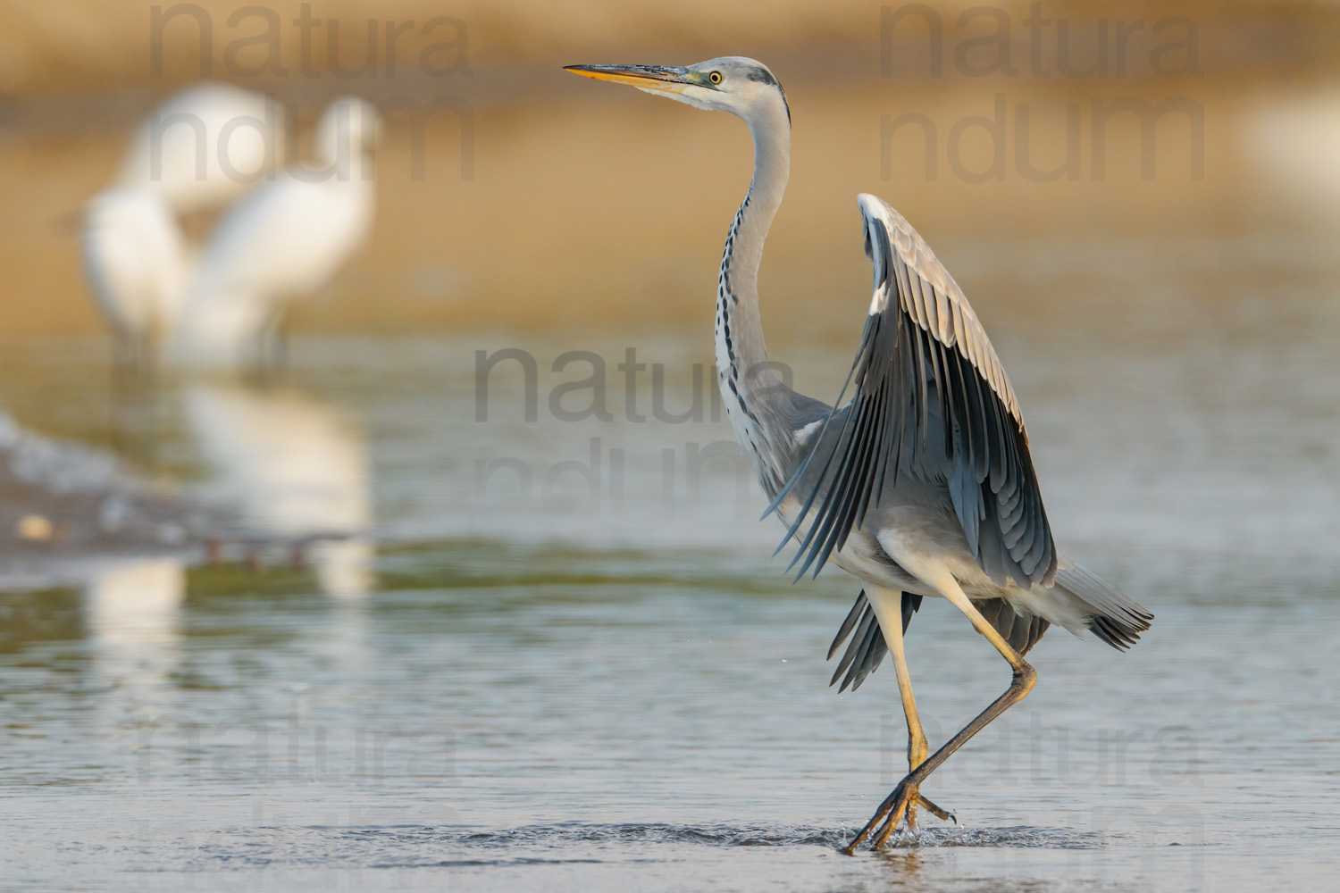 Photos of Grey Heron (Ardea cinerea)