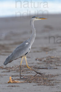 Foto di Airone cenerino (Ardea cinerea)