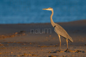 Photos of Grey Heron (Ardea cinerea)