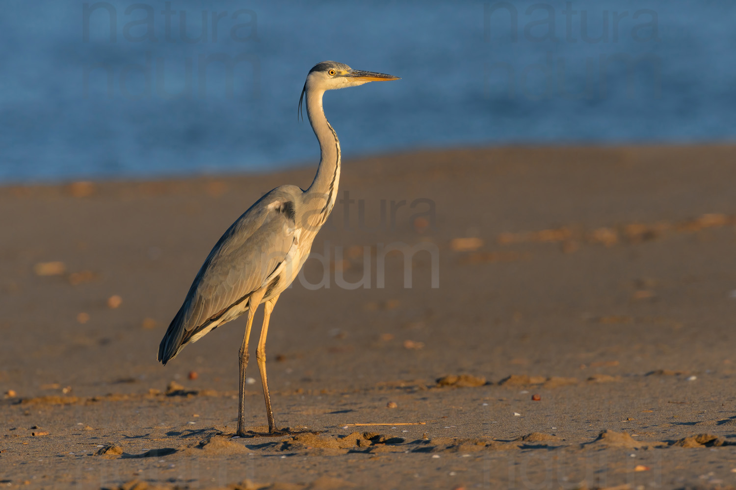 Foto di Airone cenerino (Ardea cinerea)