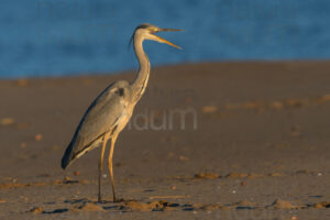 Foto di Airone cenerino (Ardea cinerea)