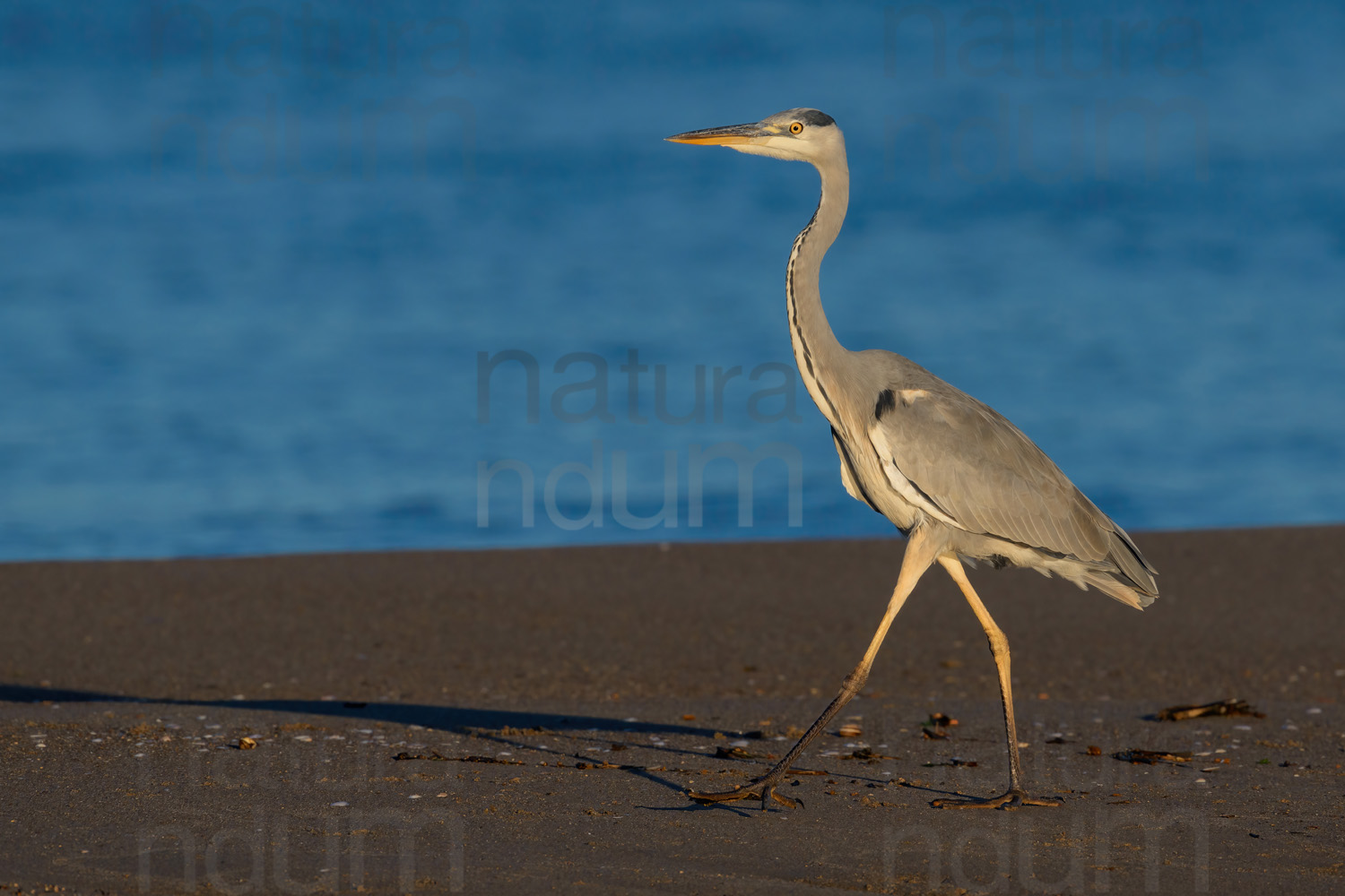 Foto di Airone cenerino (Ardea cinerea)