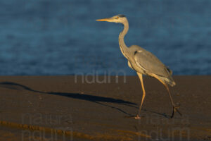 Foto di Airone cenerino (Ardea cinerea)