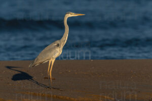 Foto di Airone cenerino (Ardea cinerea)