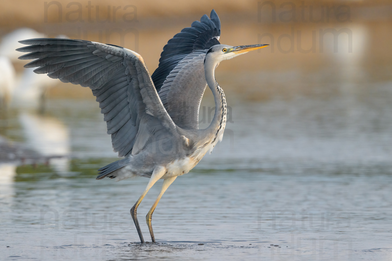 Foto di Airone cenerino (Ardea cinerea)