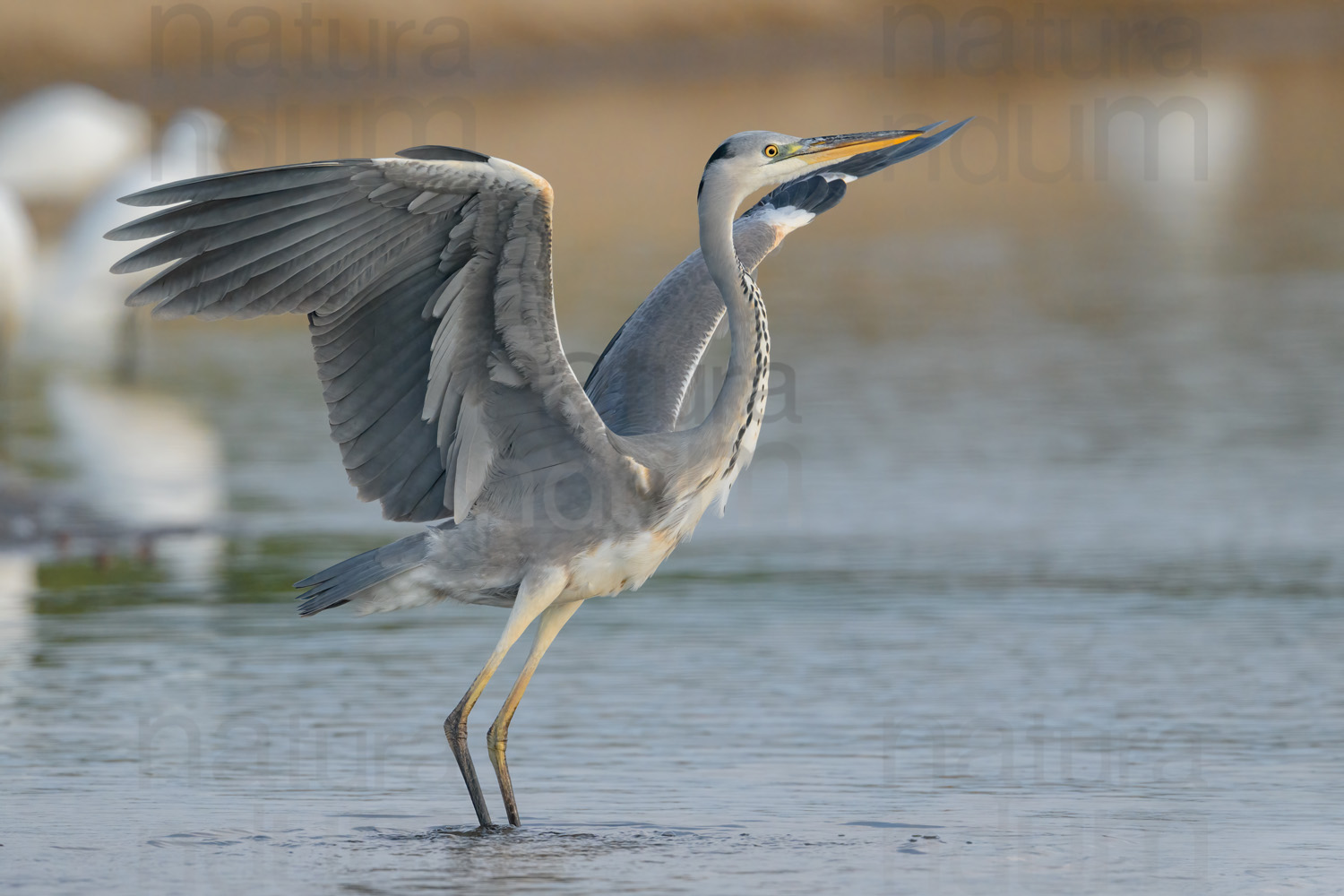 Foto di Airone cenerino (Ardea cinerea)