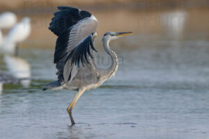 Photos of Grey Heron (Ardea cinerea)