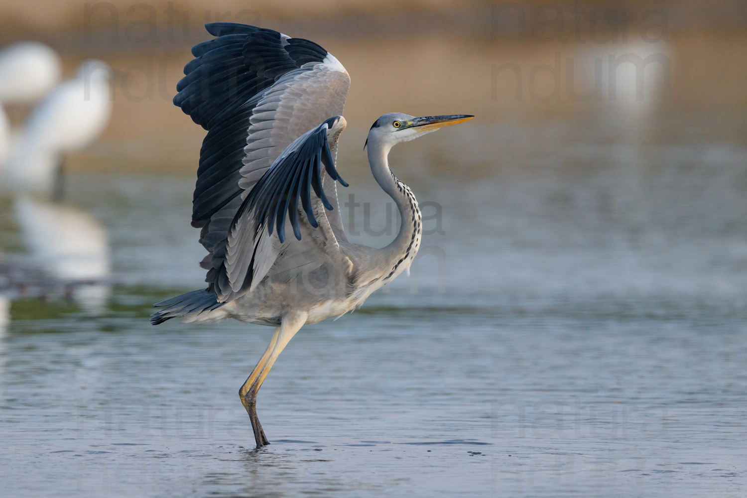 Foto di Airone cenerino (Ardea cinerea)