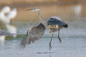 Photos of Grey Heron (Ardea cinerea)