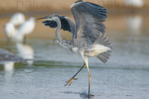 Foto di Airone cenerino (Ardea cinerea)