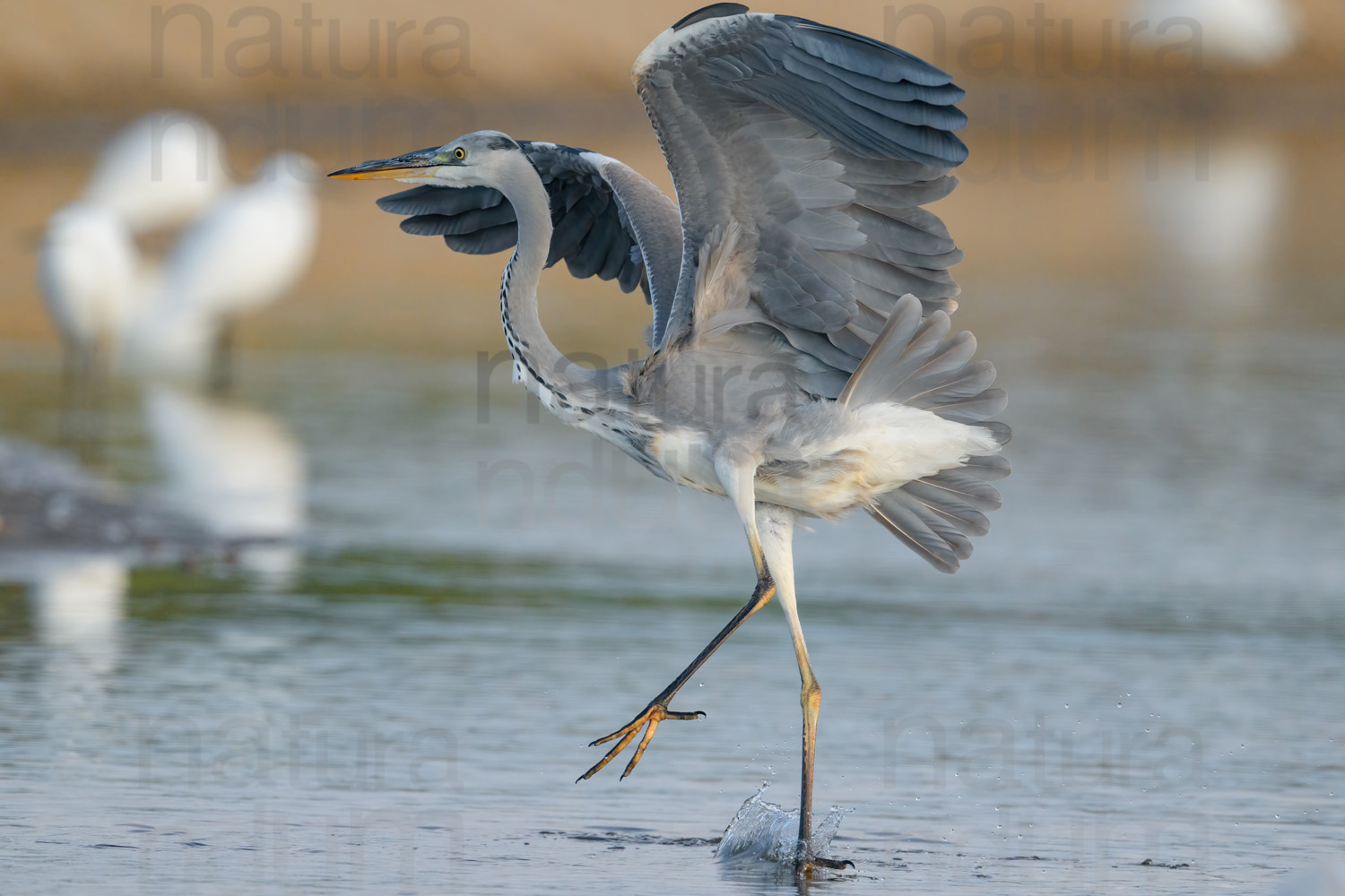 Photos of Grey Heron (Ardea cinerea)