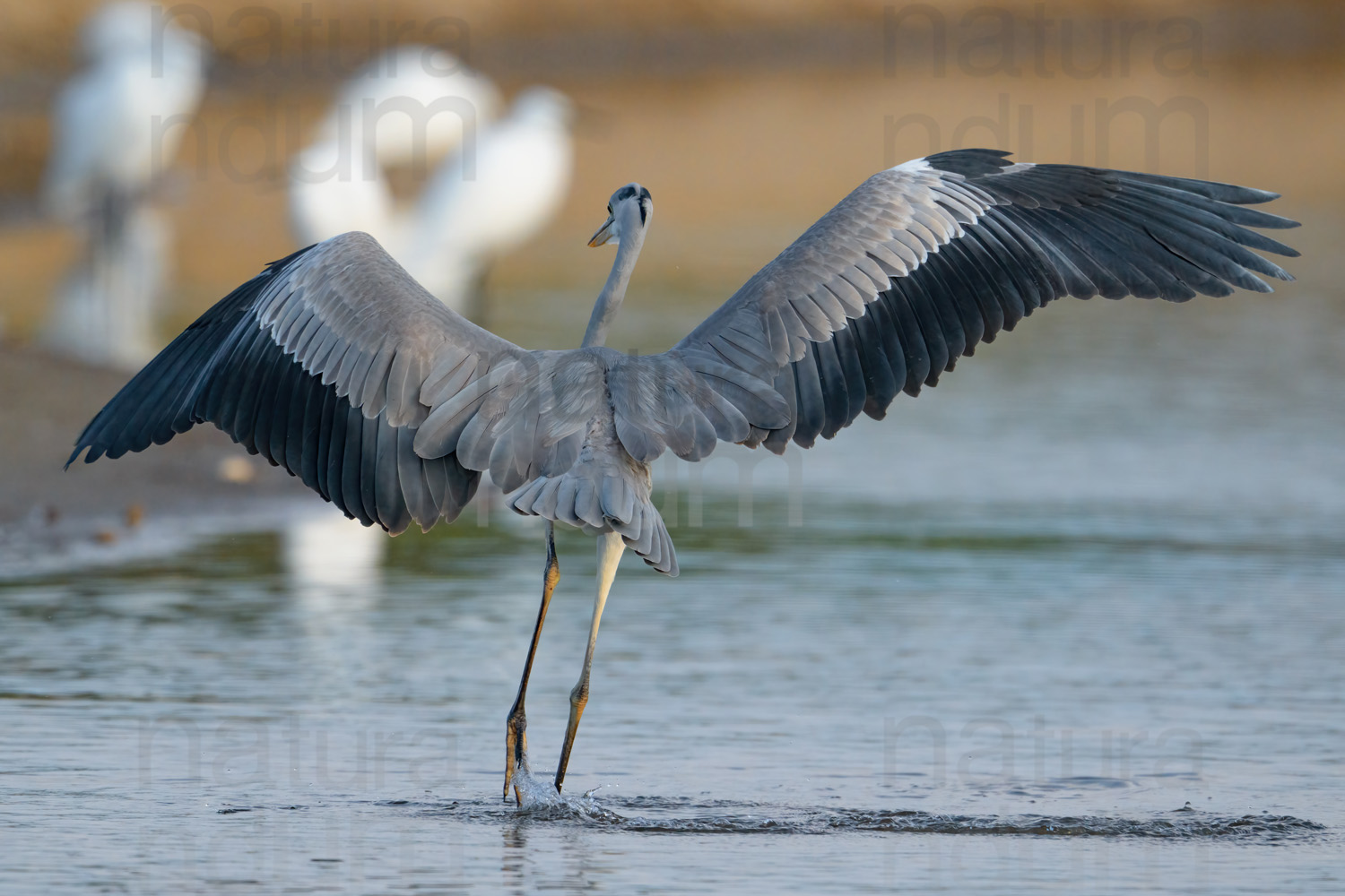 Foto di Airone cenerino (Ardea cinerea)