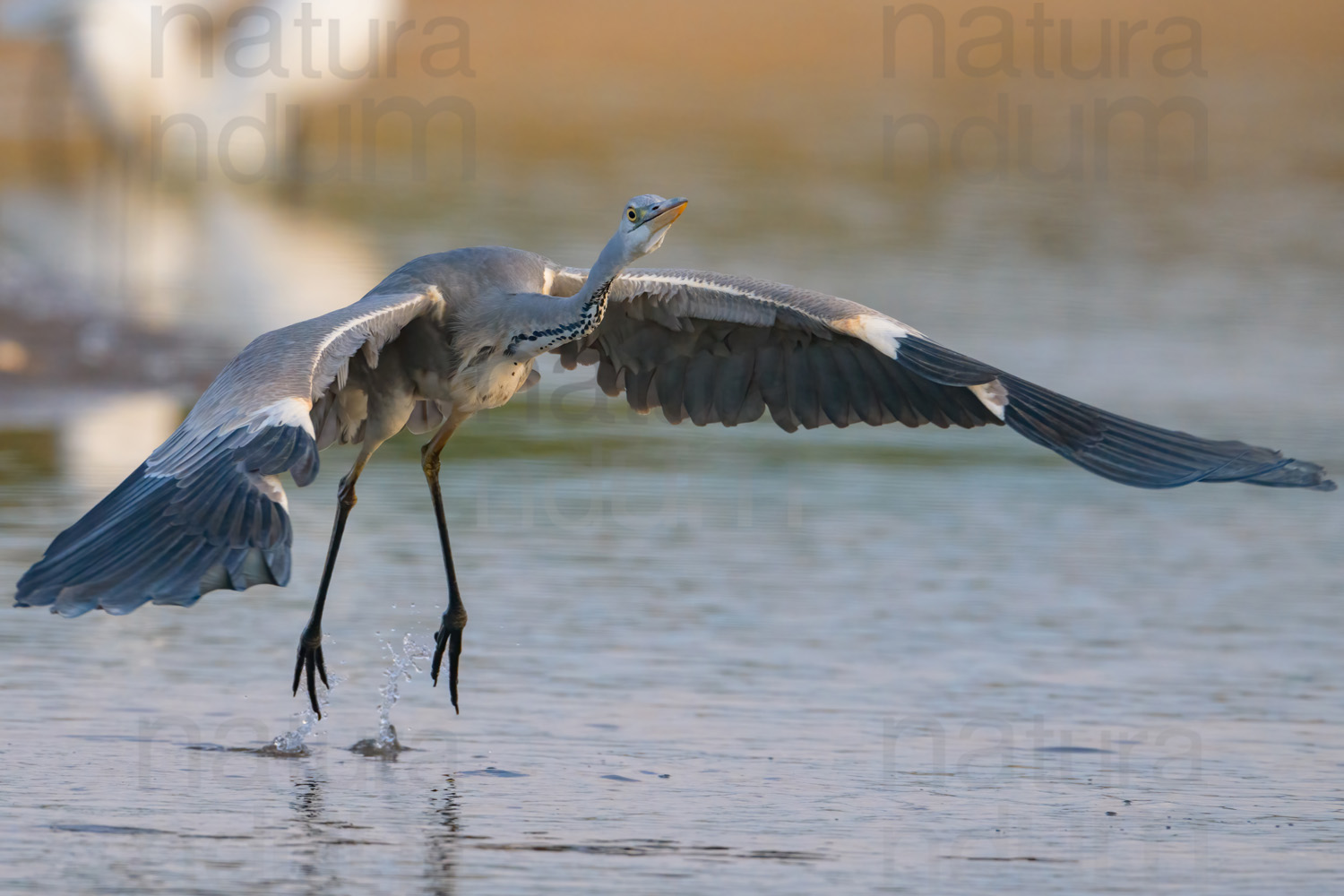 Foto di Airone cenerino (Ardea cinerea)