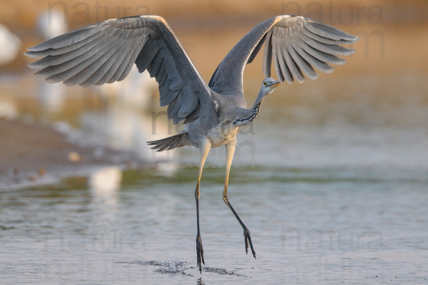 Foto di Airone cenerino (Ardea cinerea)