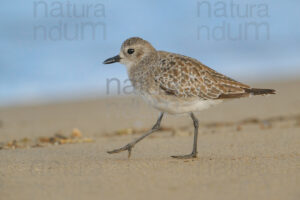 Foto di Pivieressa (Pluvialis squatarola)