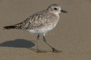 Foto di Pivieressa (Pluvialis squatarola)