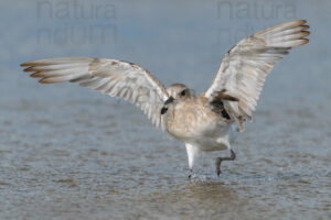 Foto di Pivieressa (Pluvialis squatarola)