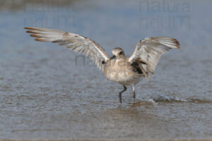 Photos of Grey Plover (Pluvialis squatarola)