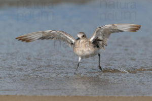 Photos of Grey Plover (Pluvialis squatarola)