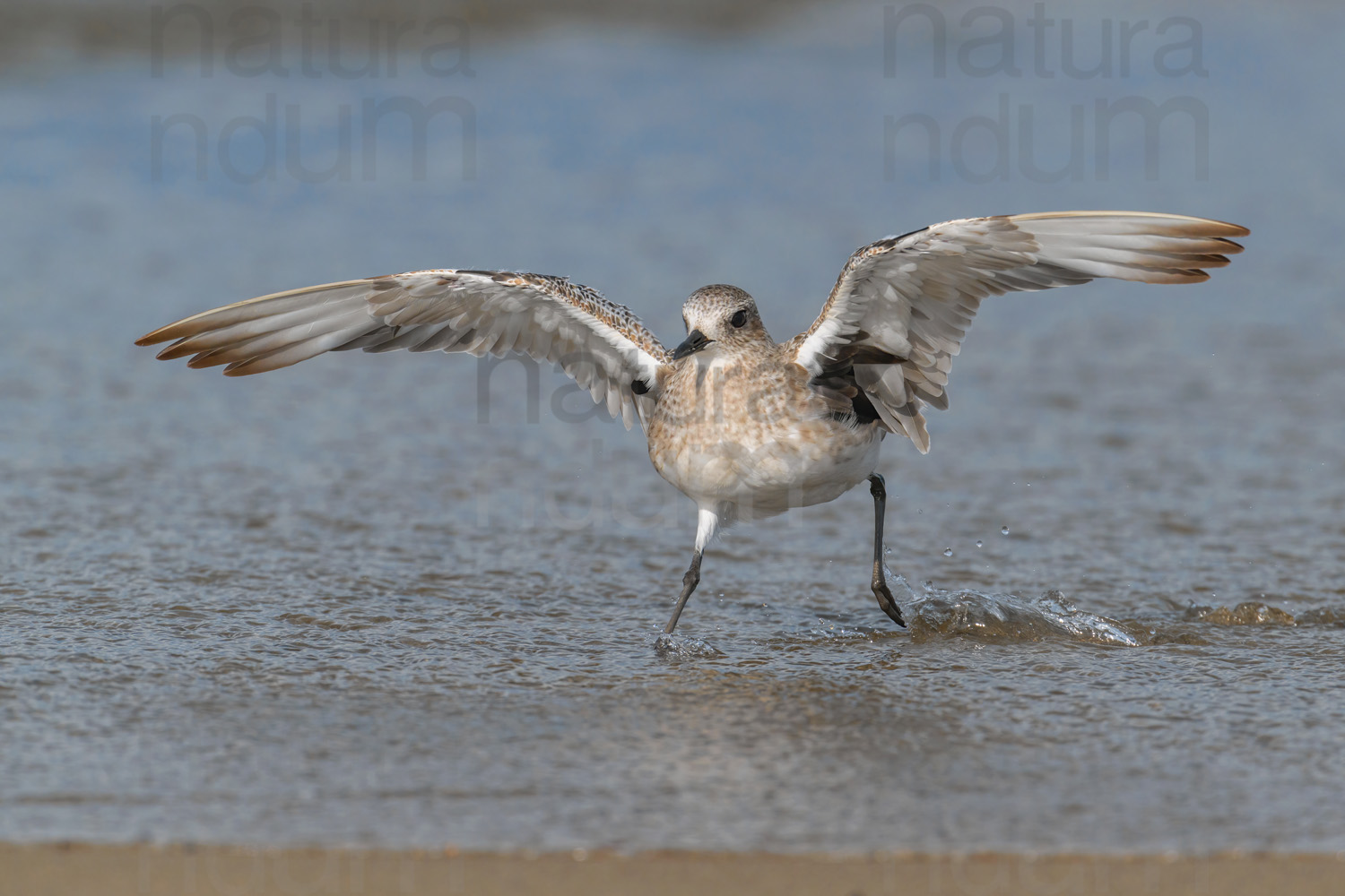 Foto di Pivieressa (Pluvialis squatarola)