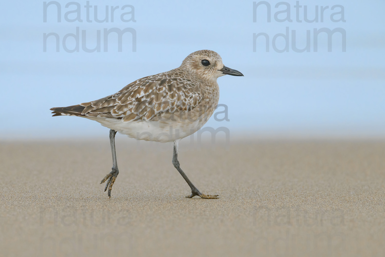 Foto di Pivieressa (Pluvialis squatarola)