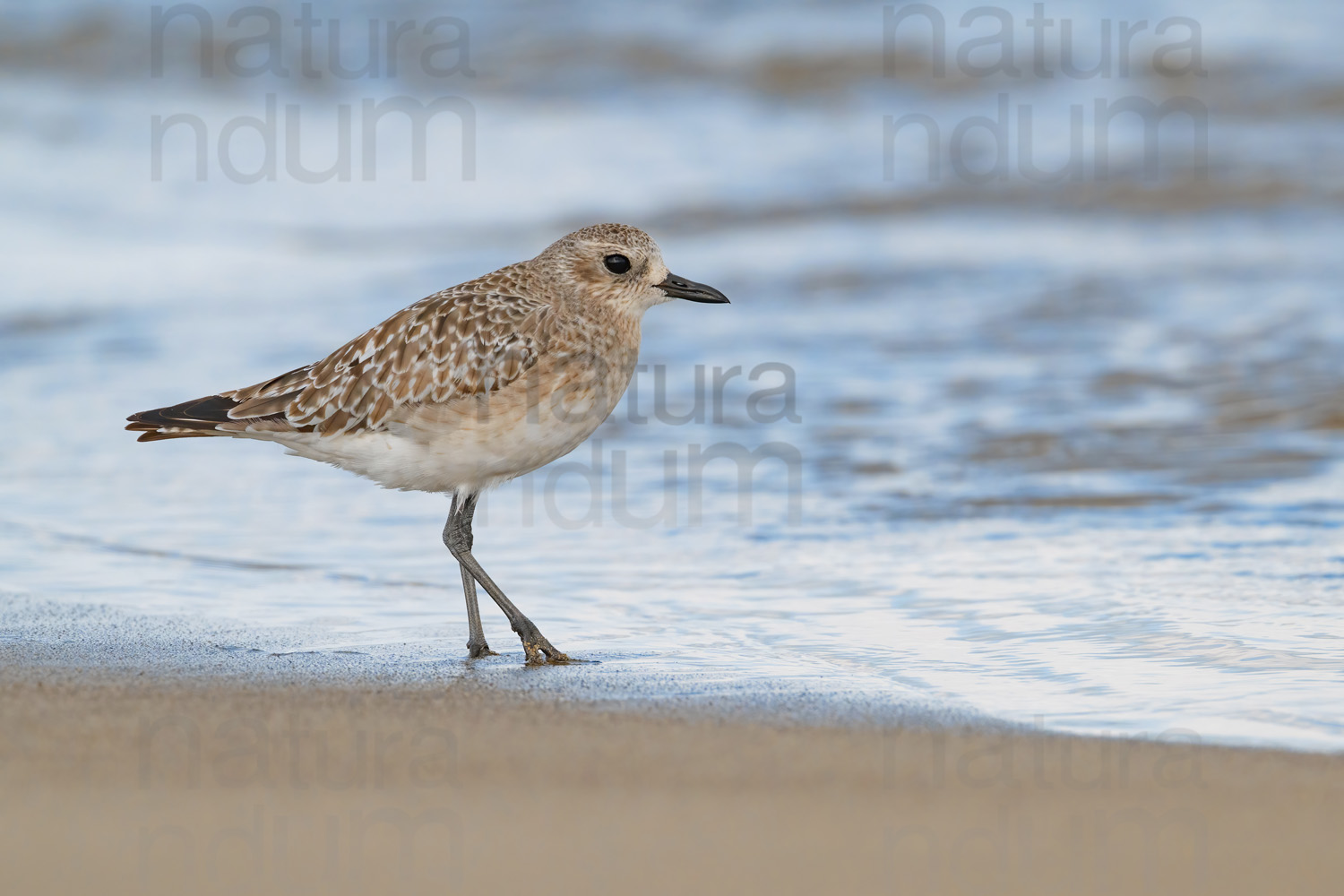 Foto di Pivieressa (Pluvialis squatarola)