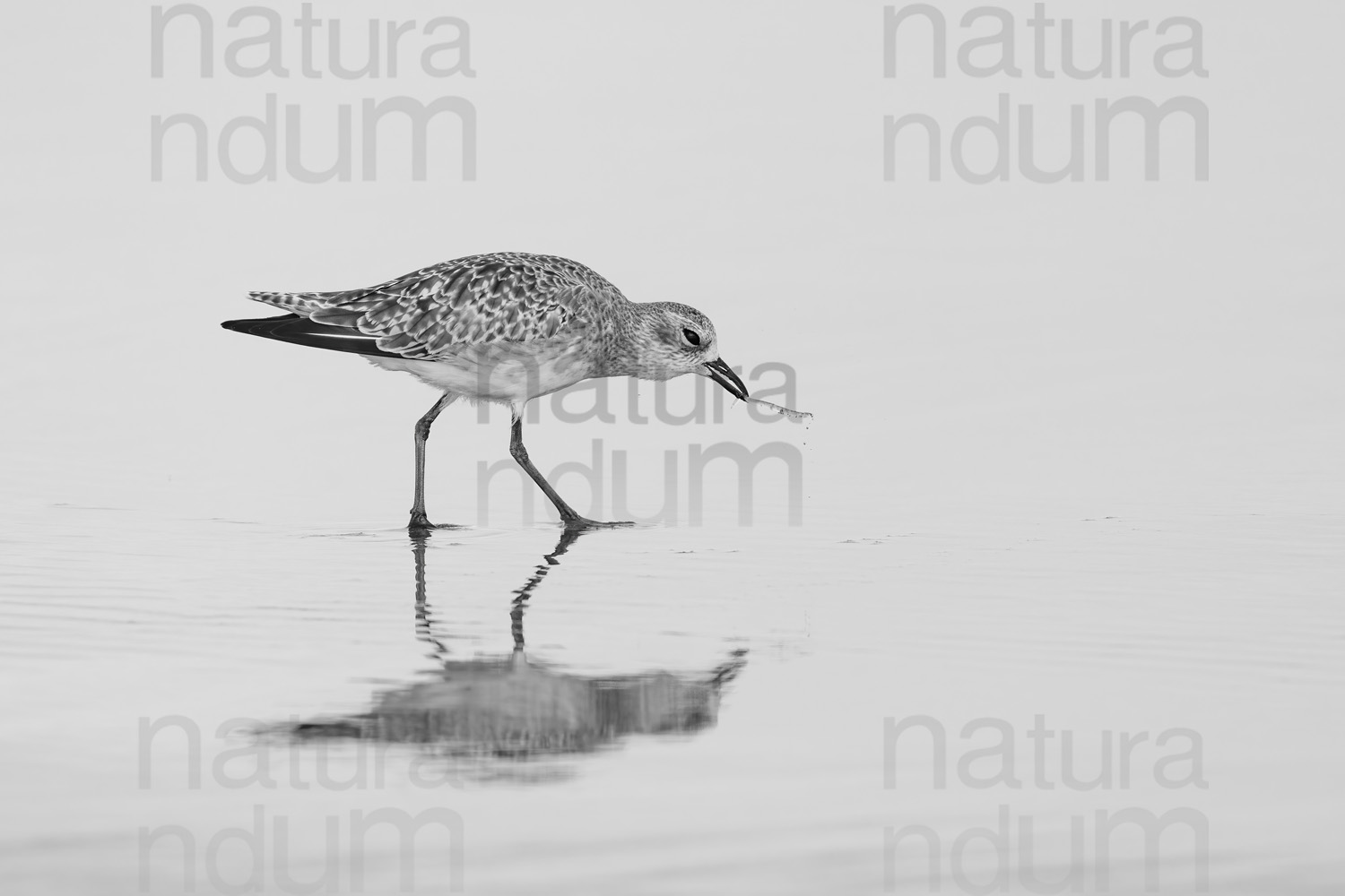 Photos of Grey Plover (Pluvialis squatarola)