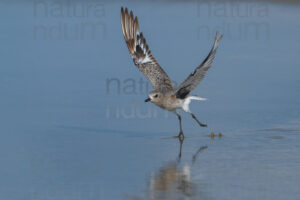 Foto di Pivieressa (Pluvialis squatarola)