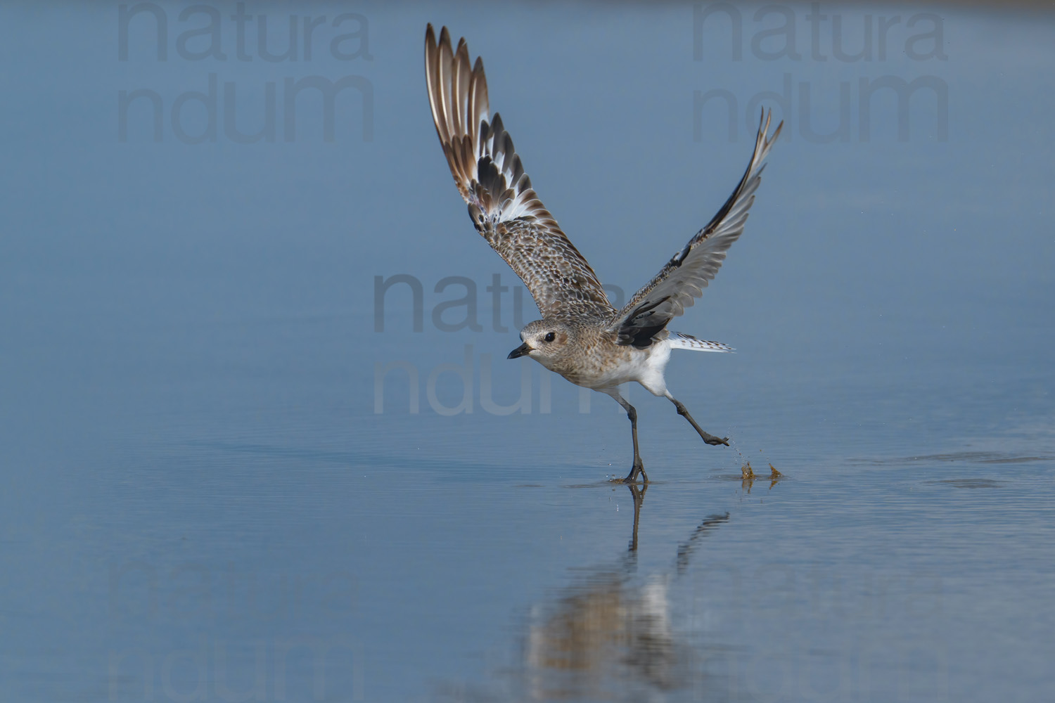 Foto di Pivieressa (Pluvialis squatarola)