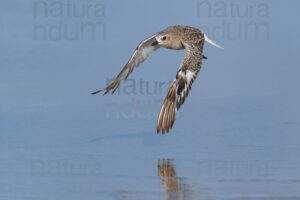 Foto di Pivieressa (Pluvialis squatarola)