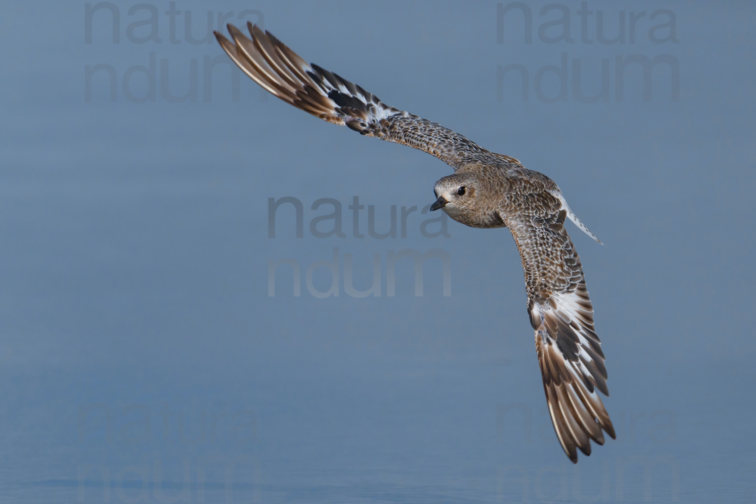 Foto di Pivieressa (Pluvialis squatarola)